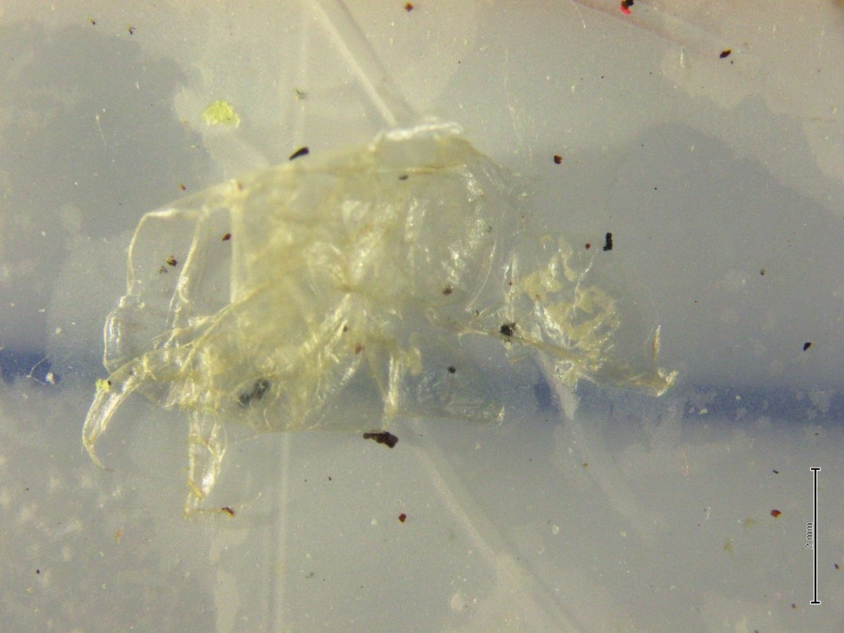microplastic scrunched up speckled with dirt