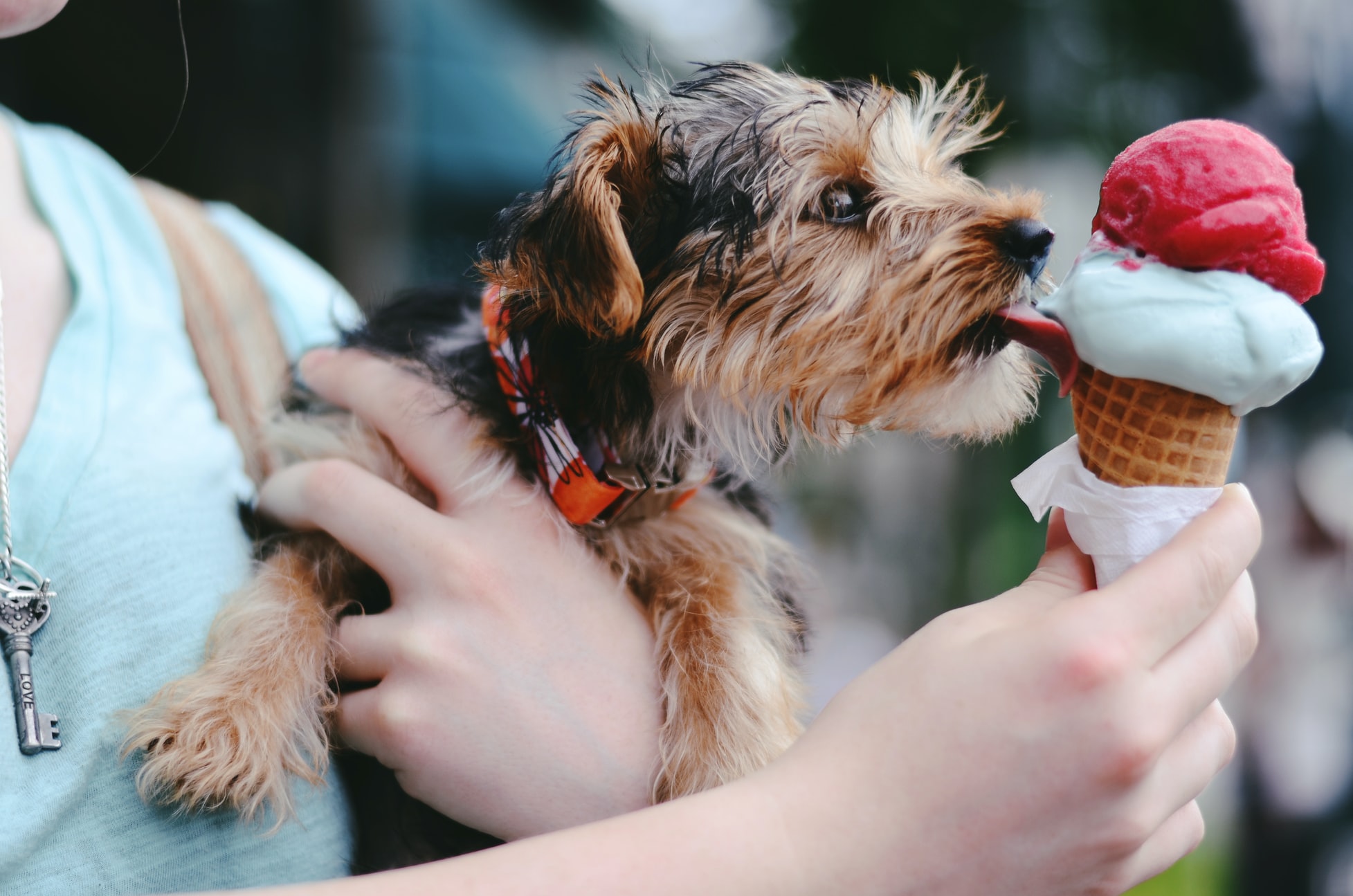 a dog licking an ice-cream cone