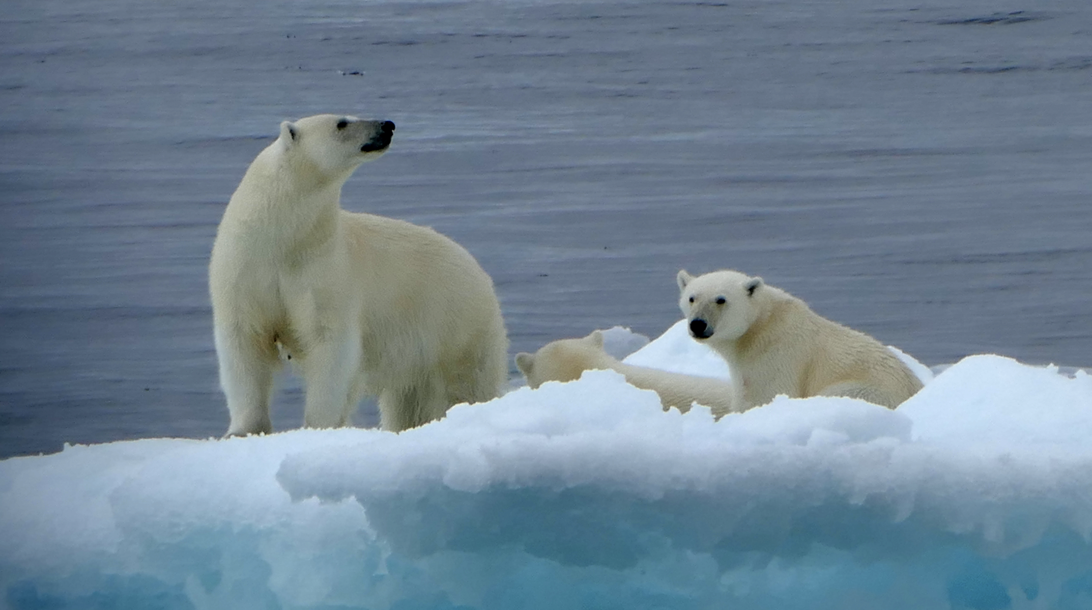 Picture of Two Polar bears lounging on ice