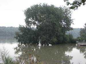 Flooded tree