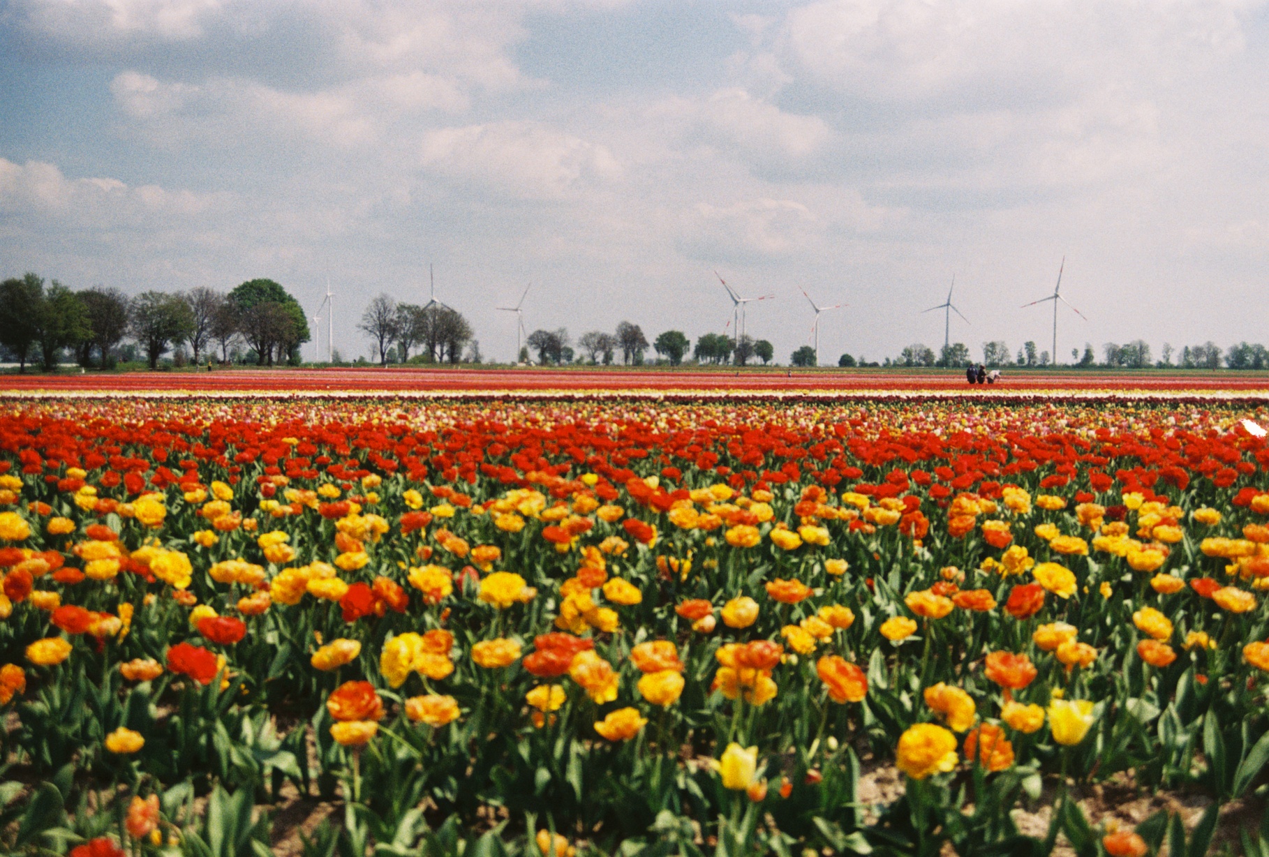 Photo of a field of yellow, orange and red flowers