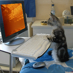 Cat typing on a keyboard in front of a computer 