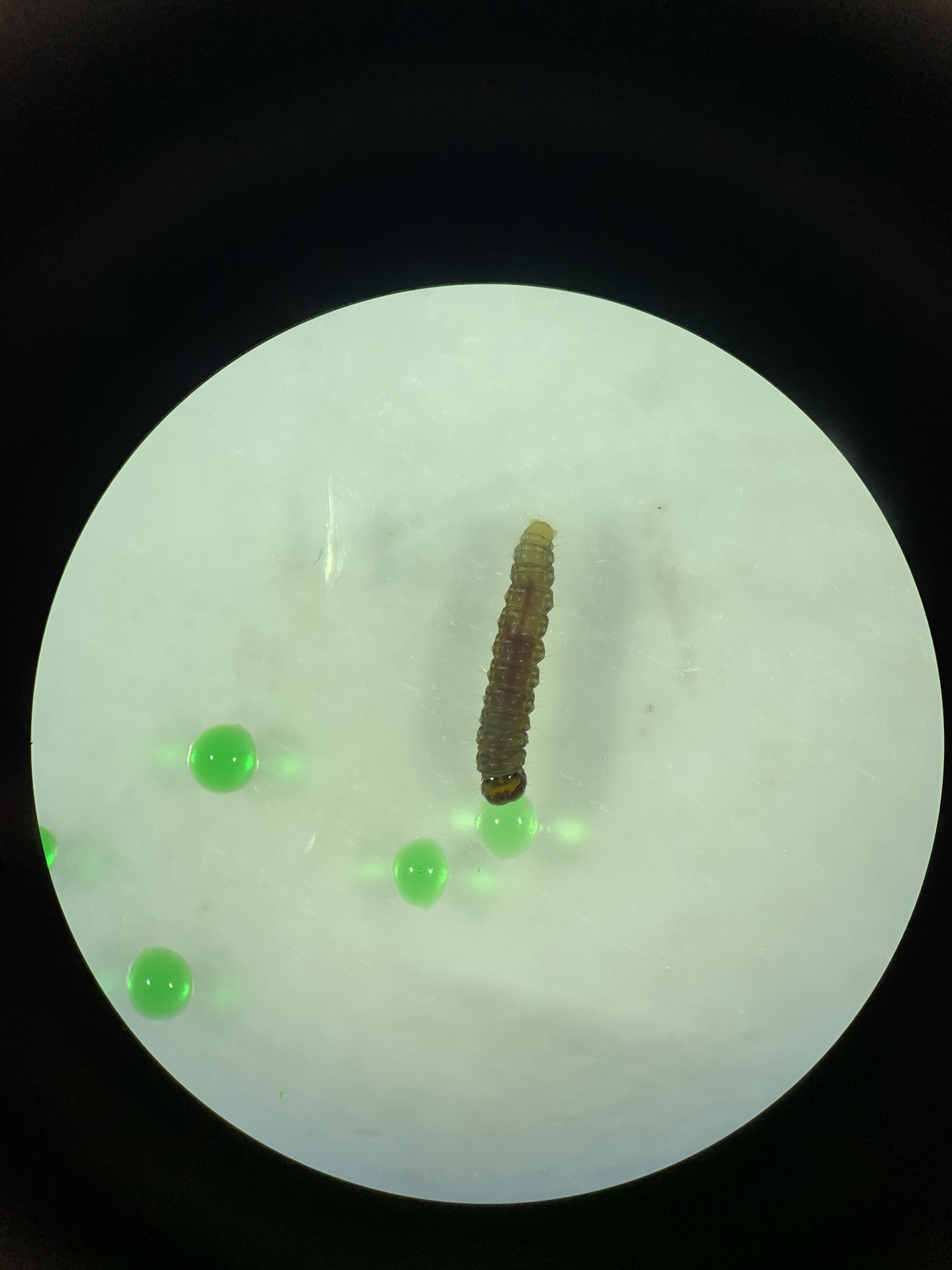 Droplet infecting a blackheaded fireworm larva