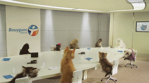 kittens sitting in an office 