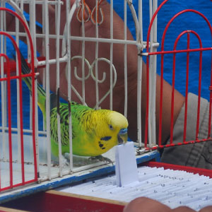 Green and Yellow parrot perched on the edge of its cage