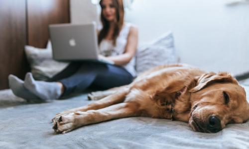 A woman working on her laptop while her dog is sleeping next to her