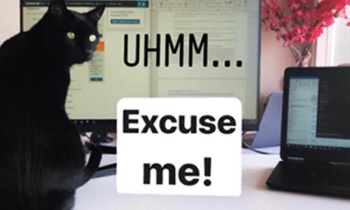 a black cat sitting next to a laptop with the caption that says uhm...excuse me!