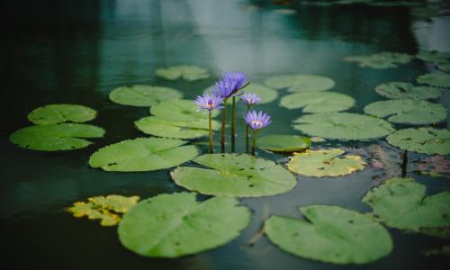 pond with blooming lotus