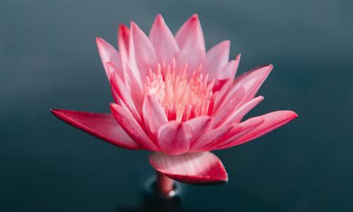 a lotus blooming