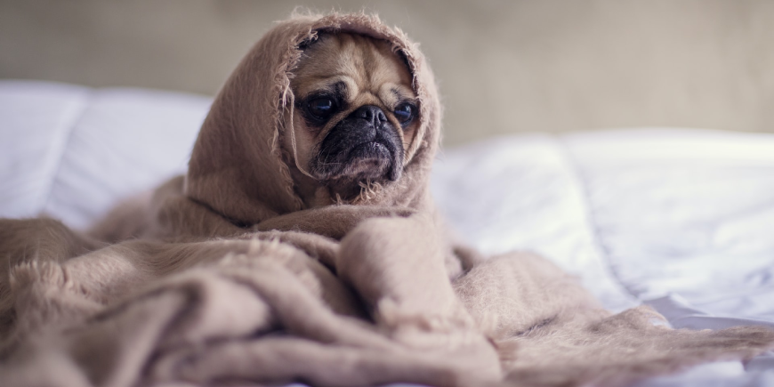 A pug swaddled in a fuzzy blanket while placed on bed