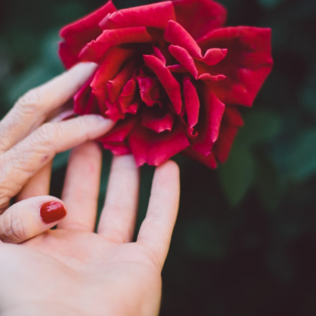 Elderly and young hand reaching for a rose 