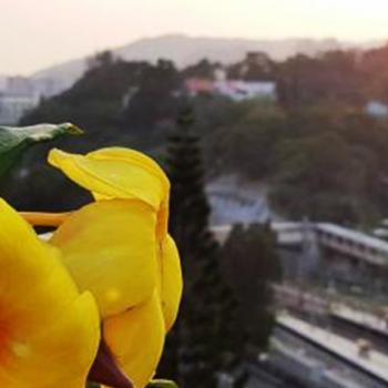 flowers on a balcony with the view of the city in hongkong