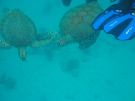 Picture of turtles underwater