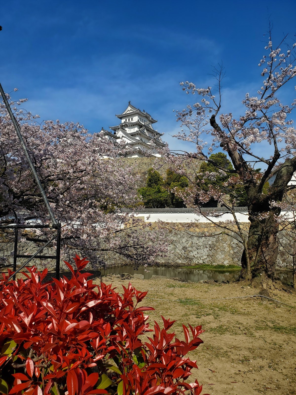Himeji Castle during Cherry Blossom Season