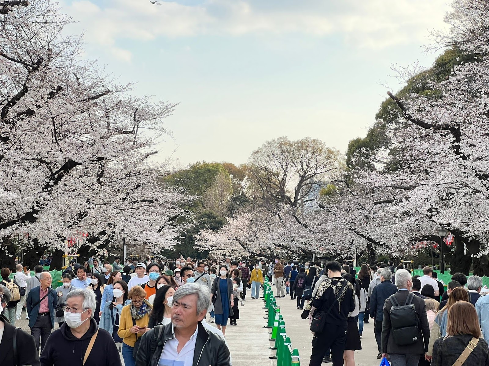 Ueno Park during Cherry Blossom Season