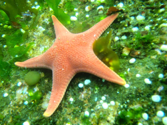 ​A starfish 