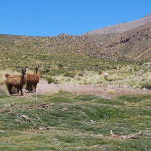 a valley of llamas