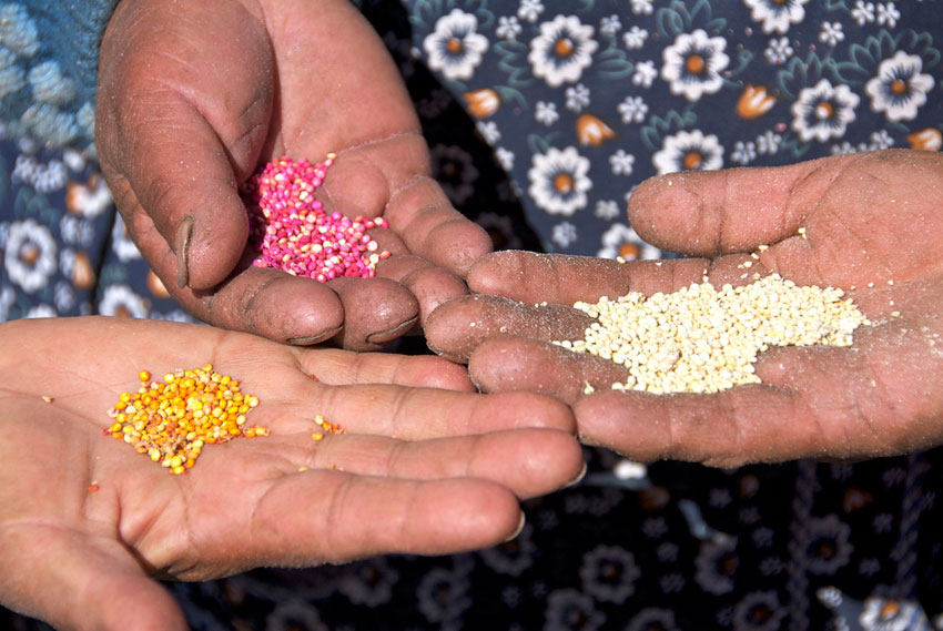 people holding colourful seeds and spices