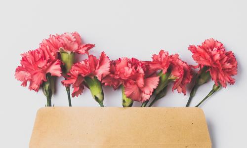 Pink carnations coming out of a manila envelope