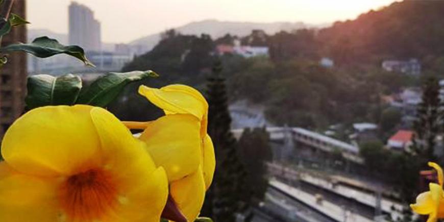 flowers on a balcony with the view of the city in hongkong