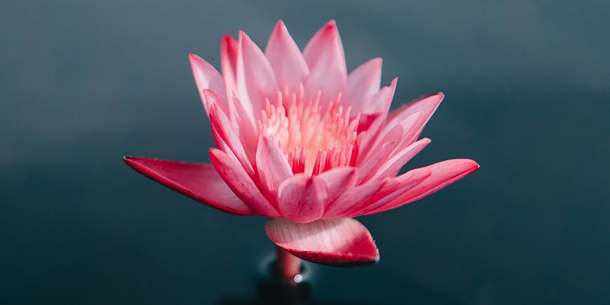 a lotus blooming