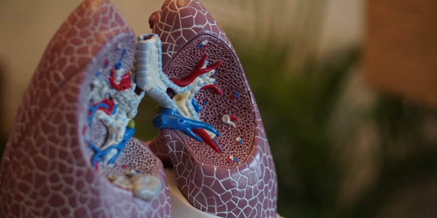 A pair of lungs