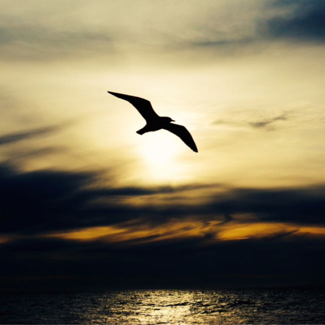 The silhouette of a bird over the ocean.