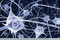 picture of neurons