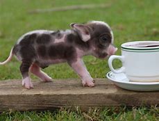 Pig sipping out of a tea cup