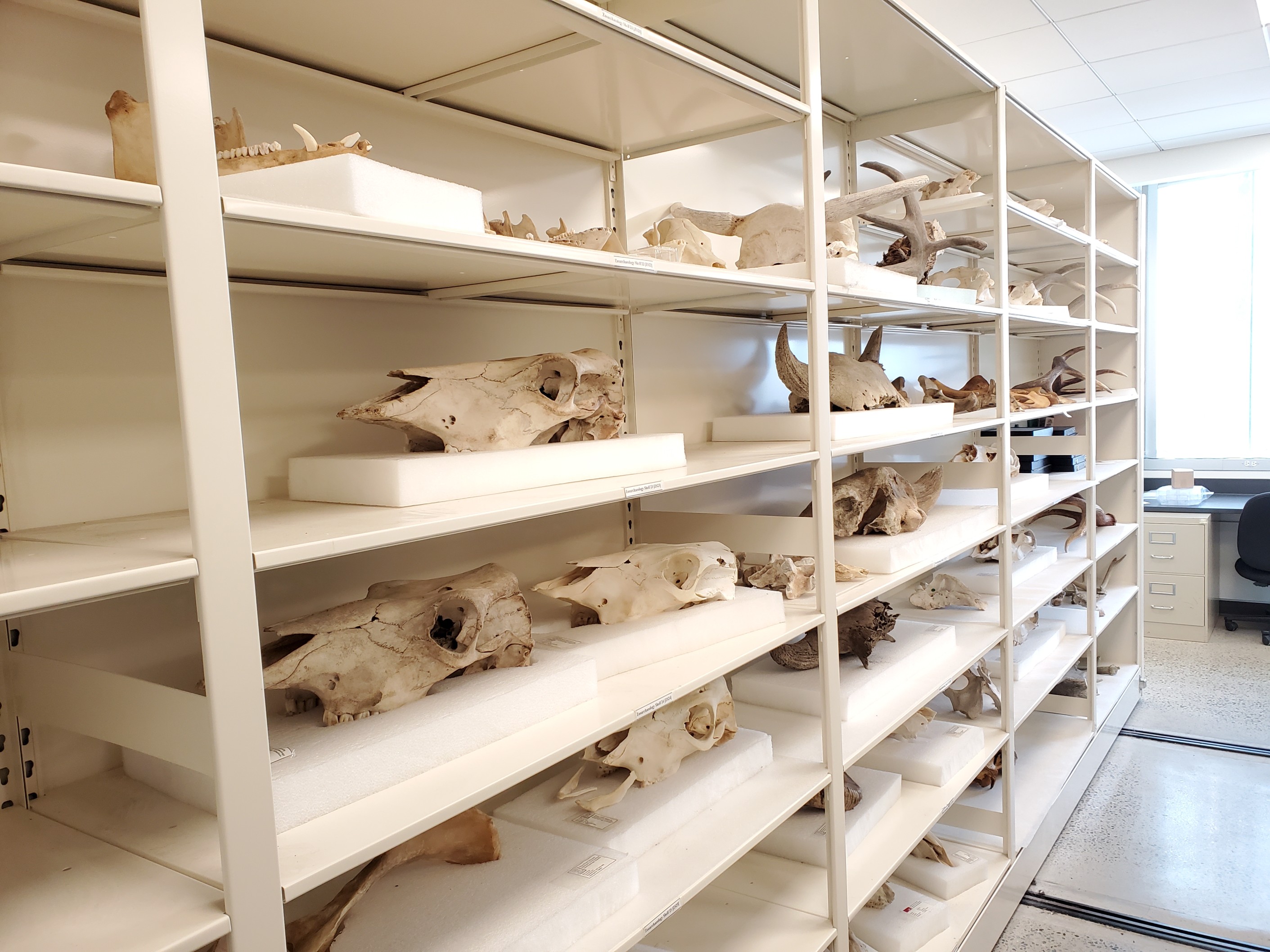 A shelf of horse, deer, pig, and cow skulls and antlers
