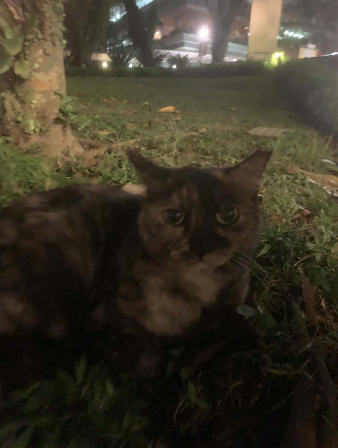 Resident Cat at NUS Utown