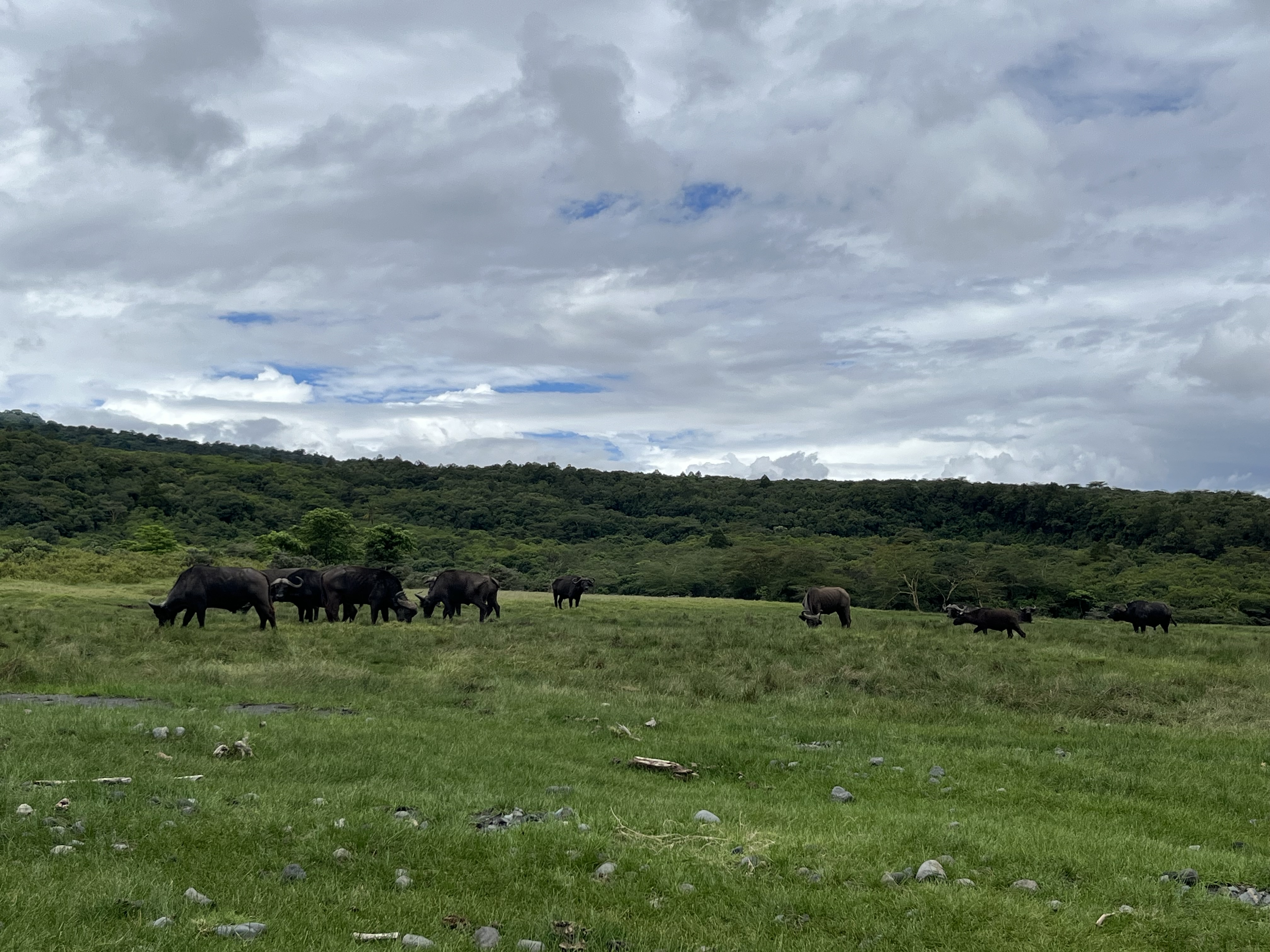 My first ever walking safari at Arusha National Park