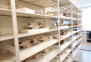 A shelf of ungulate skulls