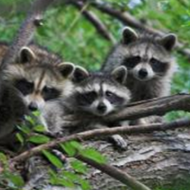 A photo of 3 raccoons on a tree