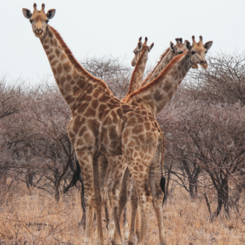 Giraffe's in the Kalahari Desert