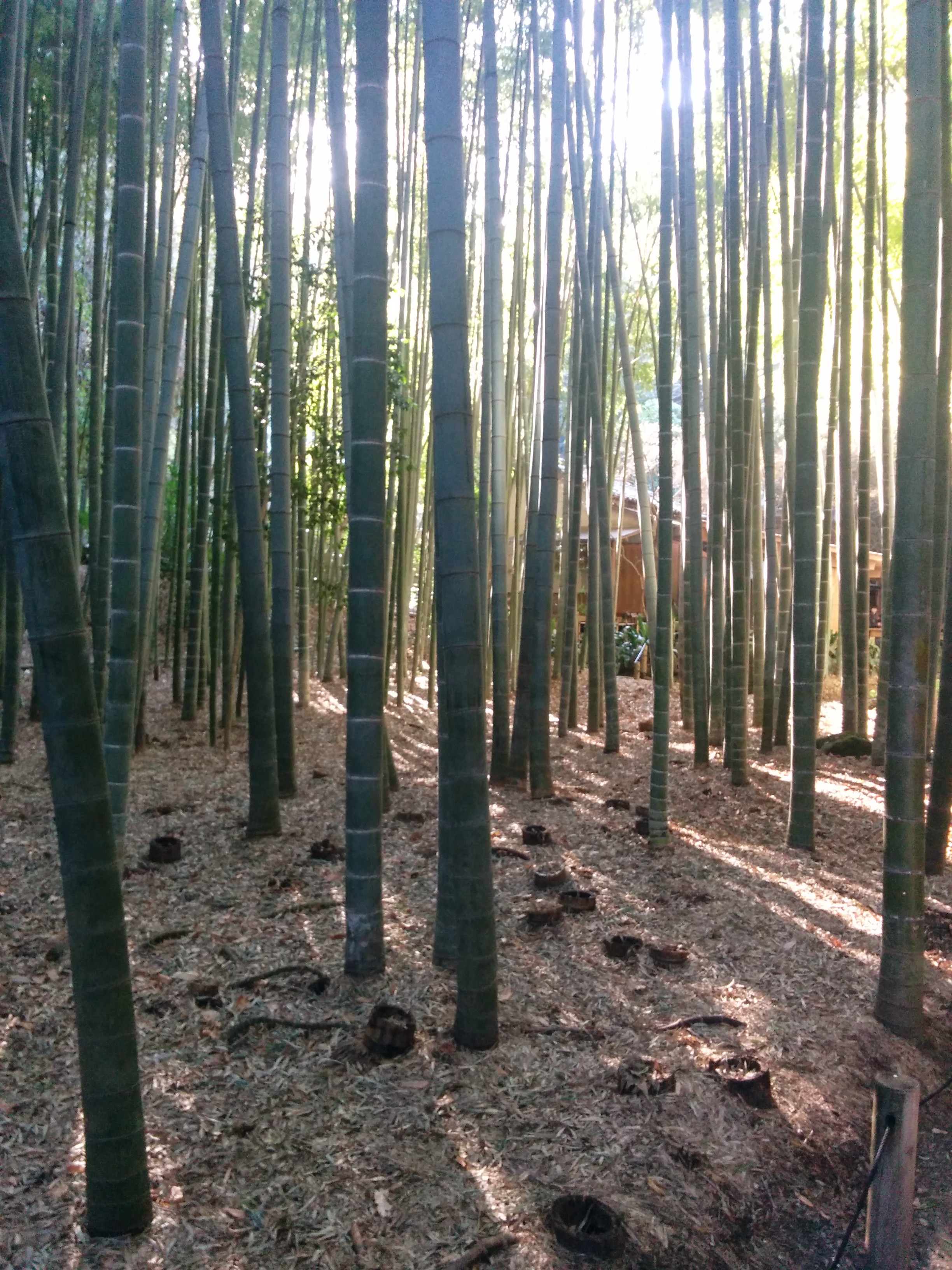 A field of bamboo