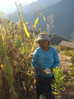 A woman standing in a corn field