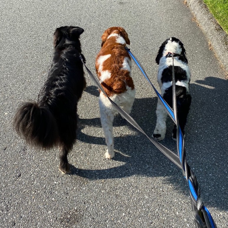 Elena's dogs on leashes