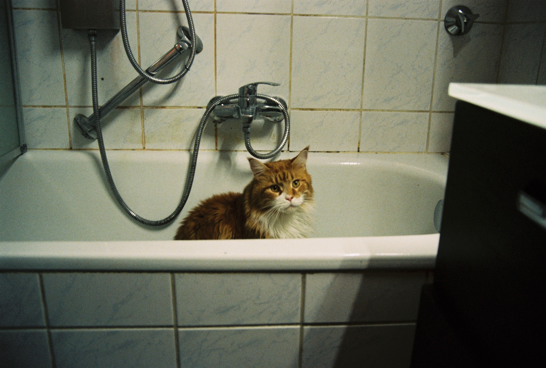 Photo of cat in bathtub
