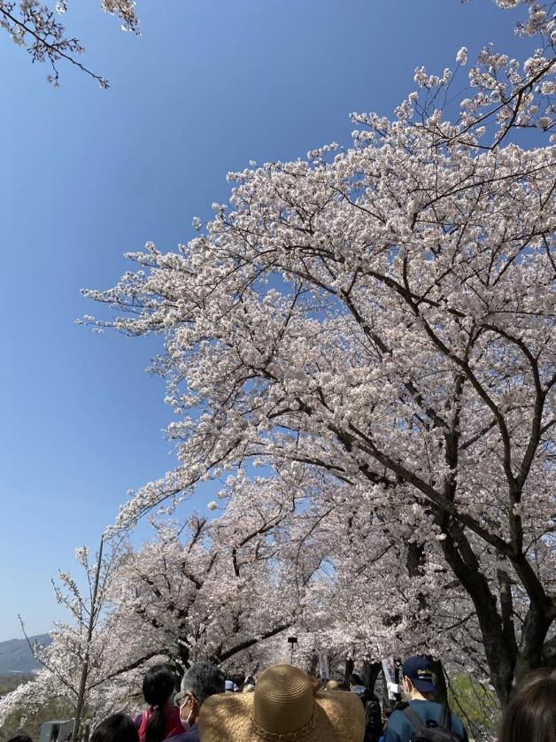 Cherry blossom festival – Kyoto