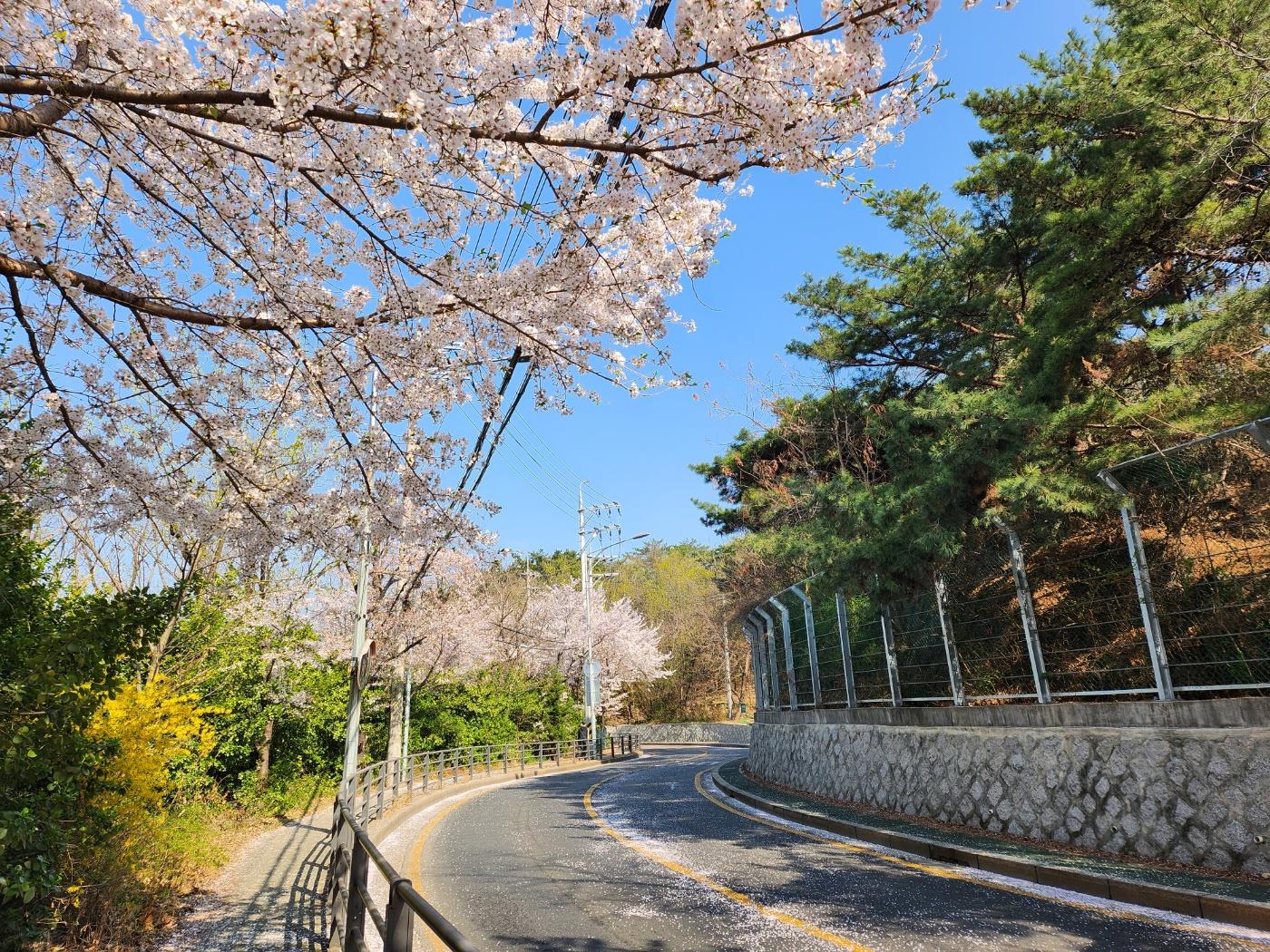 The path leading up to Korea University’s dorms.
