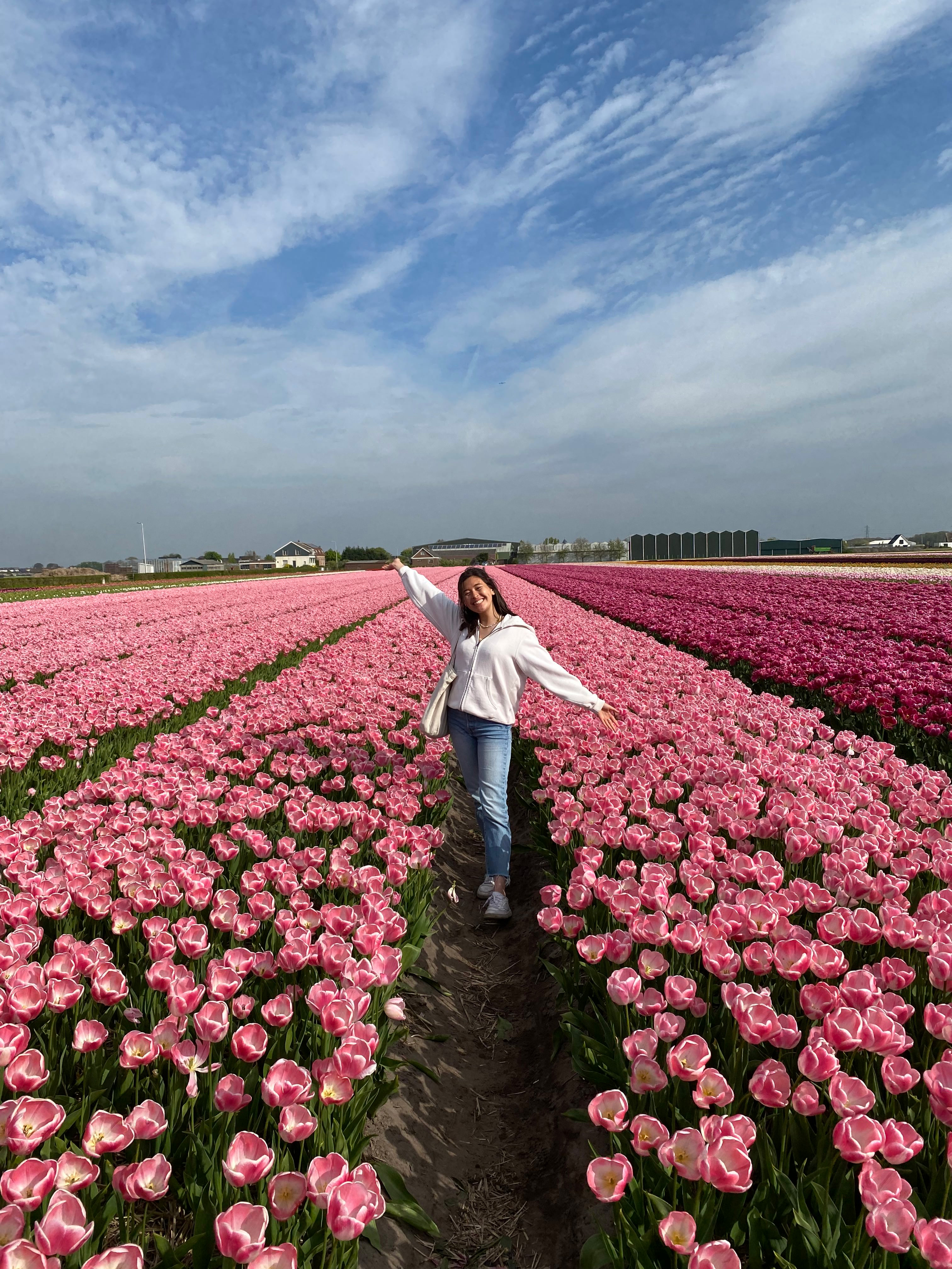 the Netherlands is famous for its many tulip fields in the spring months
