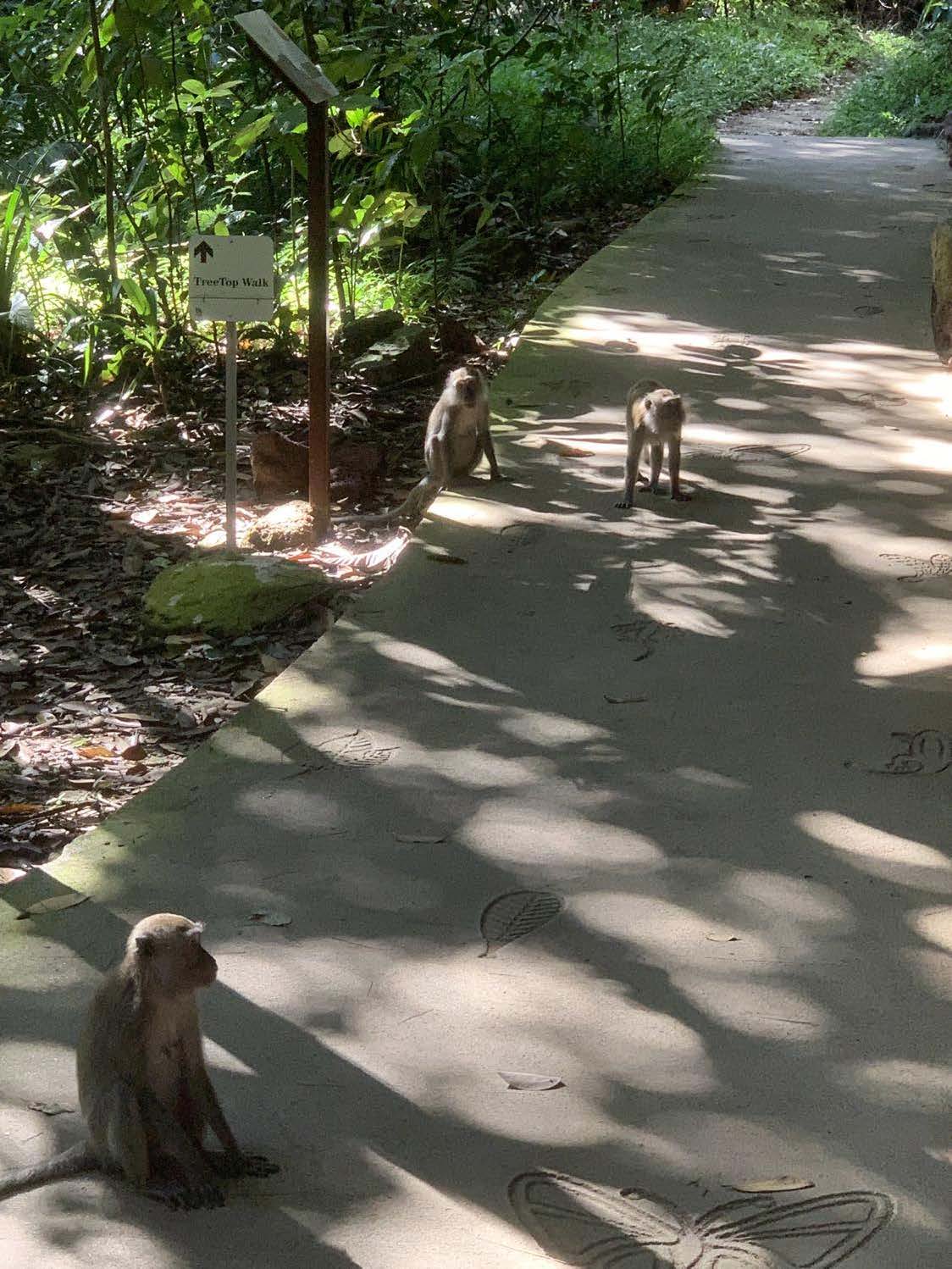 Hiking the Monkey Forest