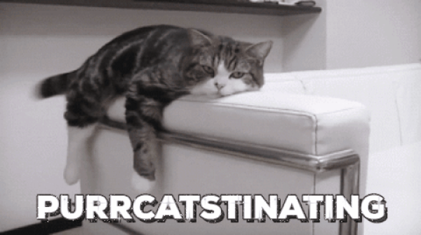 Gif same as the lead image showing a grey black and white striped cat lying on top of the back rest of a sofa and swishing its tail from left to right. The gif text reads "PURRCASTINATING"