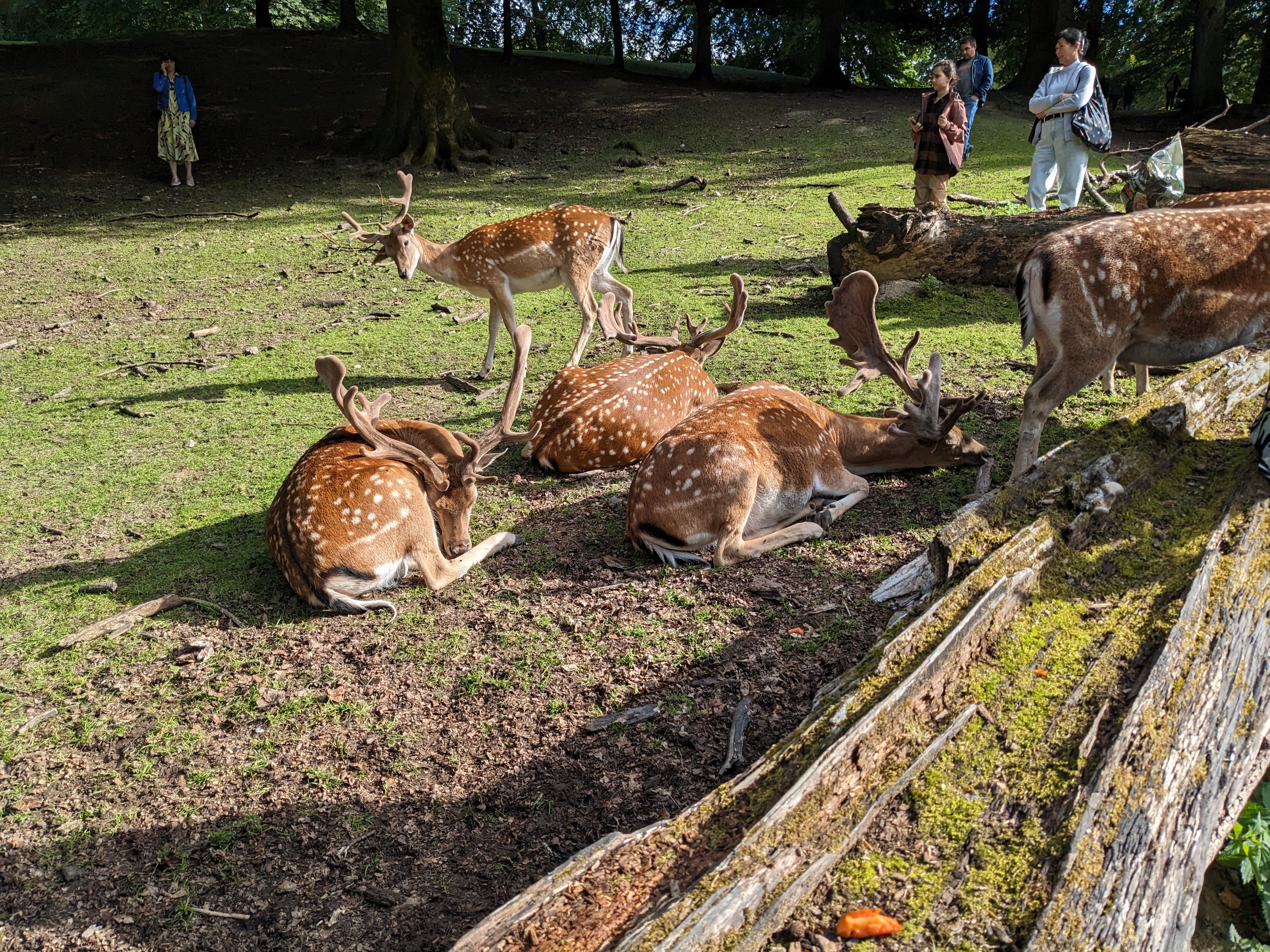 A group of deer lying in grass