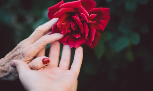Elderly and young hand reaching for a rose 