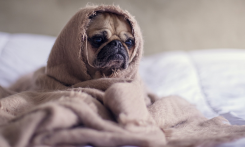 A pug swaddled in a fuzzy blanket while placed on bed