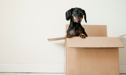 A wiener dog sitting in a box.