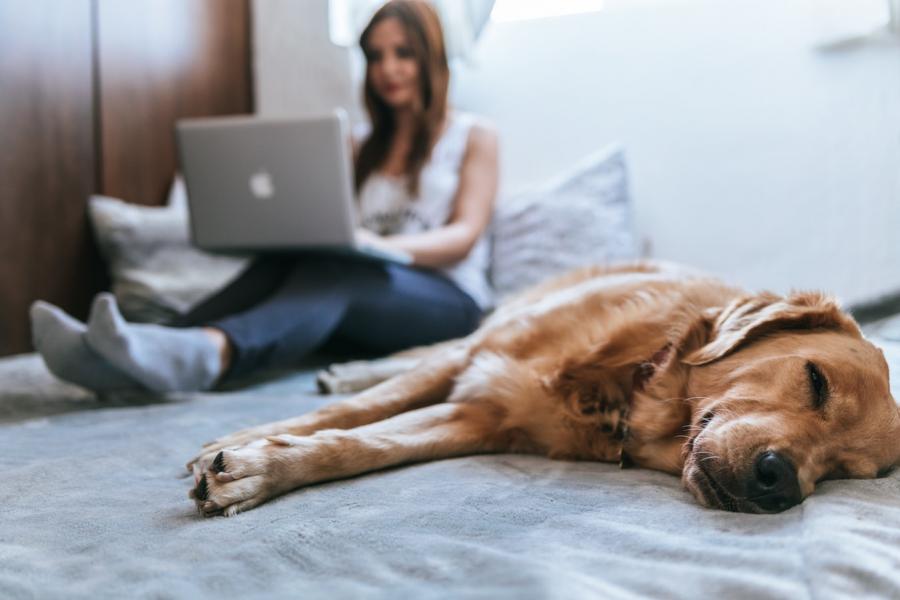 A woman working on her laptop while her dog is sleeping next to her