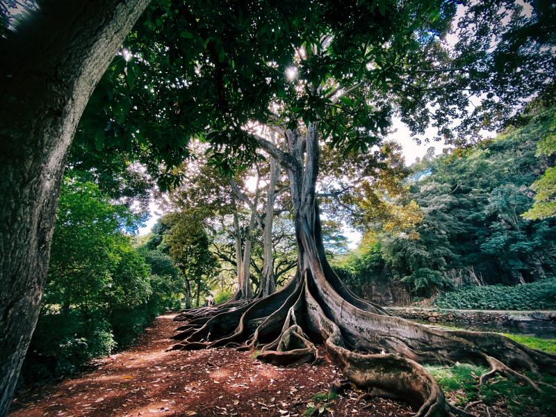 Image of a large tree with long-reaching roots